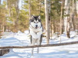 Alaskan Malamute Club Of Canada