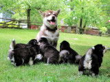 Alaskan Malamute Club Of Canada