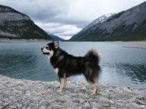 Alaskan Malamute Club Of Canada