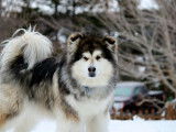 Alaskan Malamute Club Of Canada