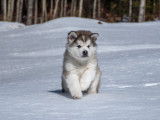 Alaskan Malamute Club Of Canada