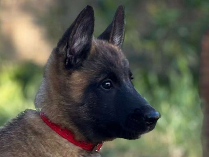 De la Croix de Chevalier