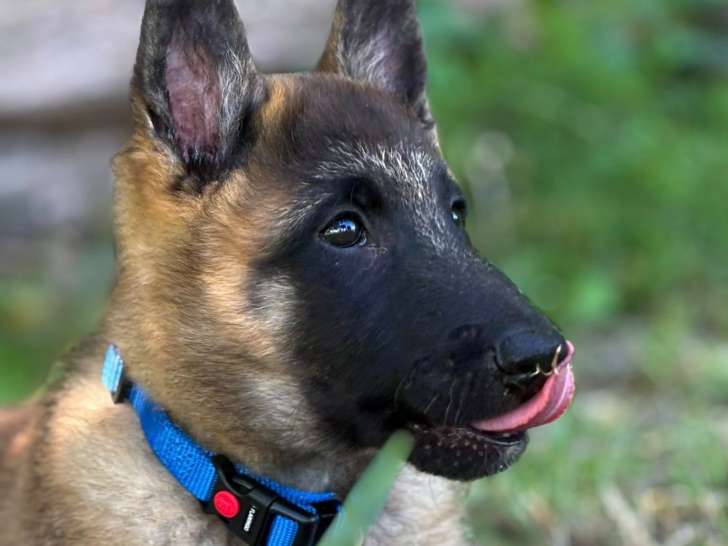 De la Croix de Chevalier