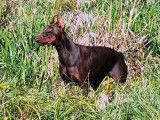 Dobermann Boréales de la Mortagne