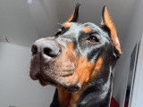 Dobermann Boréales de la Mortagne