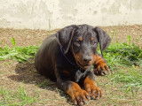 Dobermann Boréales de la Mortagne