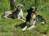 Casa Canis