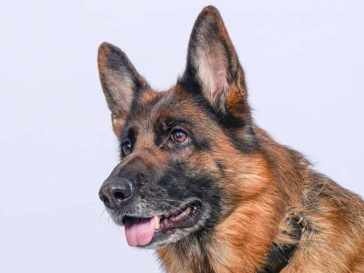 Clinique vétérinaire de l'Europe