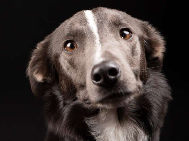 Clinique vétérinaire XoVet