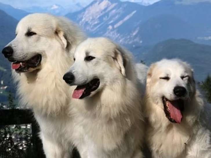 Réunion des Amateurs de Chiens Pyrénéens