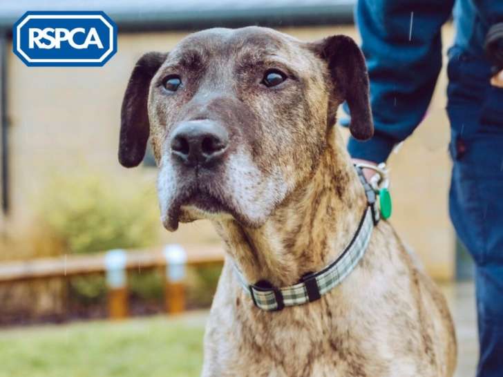 Royal Society for the Prevention of Cruelty to Animals (RSPCA)