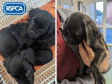 Royal Society for the Prevention of Cruelty to Animals (RSPCA)