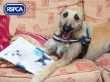 Royal Society for the Prevention of Cruelty to Animals (RSPCA)