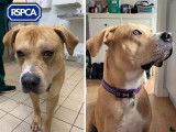Royal Society for the Prevention of Cruelty to Animals (RSPCA)
