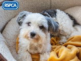Royal Society for the Prevention of Cruelty to Animals (RSPCA)