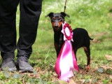 Des Princes Pinscher