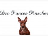 Des Princes Pinscher