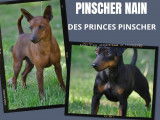 Des Princes Pinscher