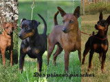 Des Princes Pinscher