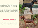 Des Princes Pinscher