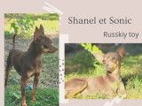 Des Princes Pinscher