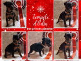 Chiot pinscher nain