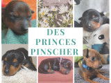 Des Princes Pinscher
