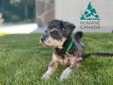 Humane Canada (Canadian Federation of Humane Societies)
