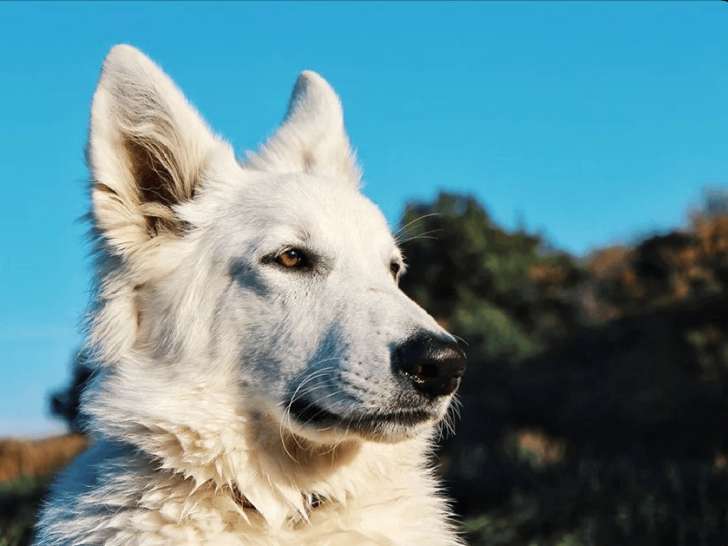 Sarah éducatrice canin