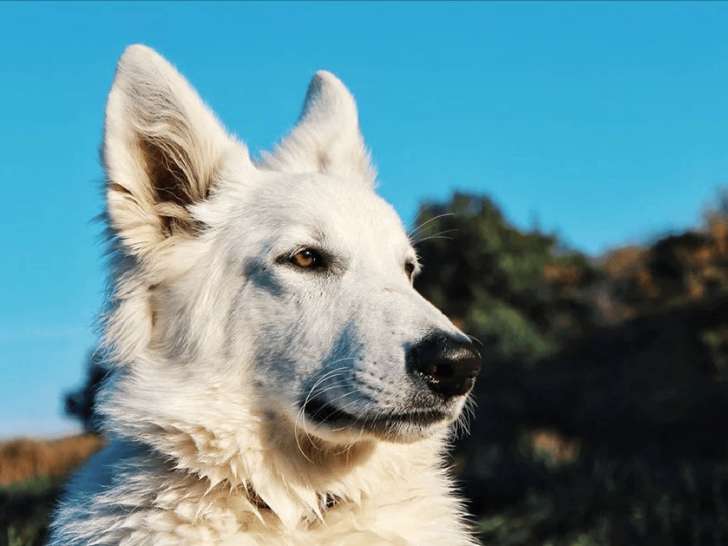 Sarah éducatrice canin