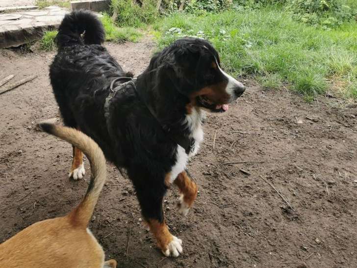 La Fermette Nos Chiens Montois