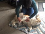 Serenity's Dog and Cat