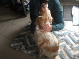 Serenity's Dog and Cat