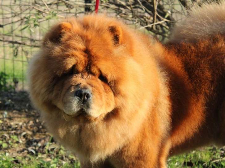 Chien - CH. Rozan sho Des Légendes Des Ours