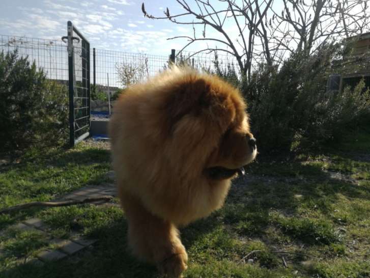 Des Légendes des Ours - Élevage de Chow Chow à Saint-Martial-sur-Né