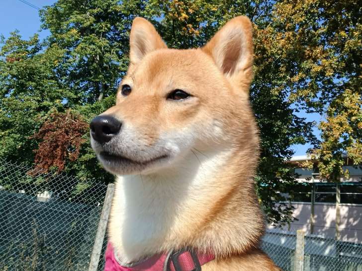 Passion Animaux 58/18