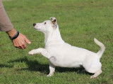Le Chiot Vert