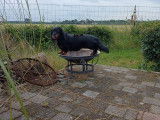 Le Chiot Vert