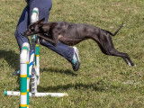 Kinetic Whippets