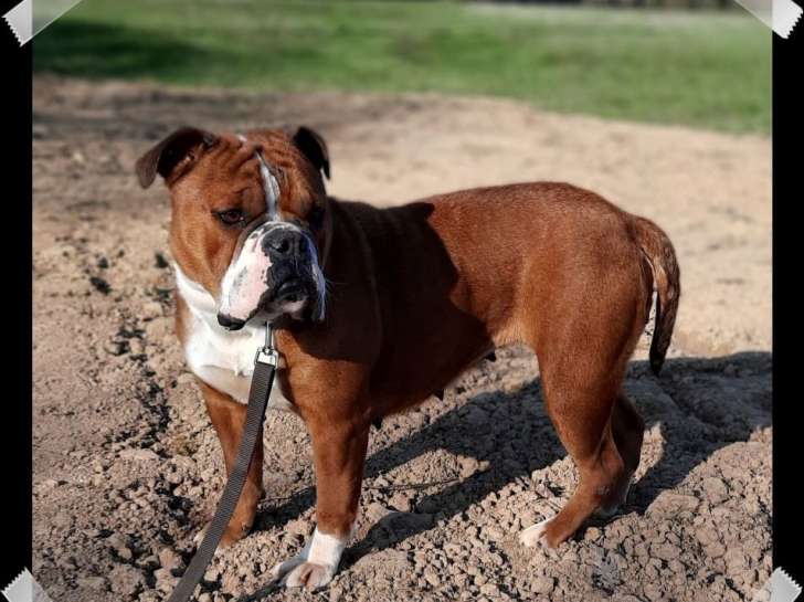 Des Terres De Groie levage De Bulldog Continental Aubigny