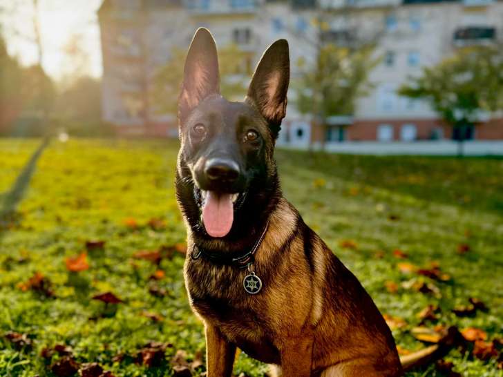 La Meute de Bretagne