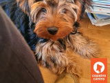 Copains Canin