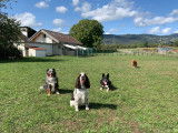 Pension canine « chez Tintin »