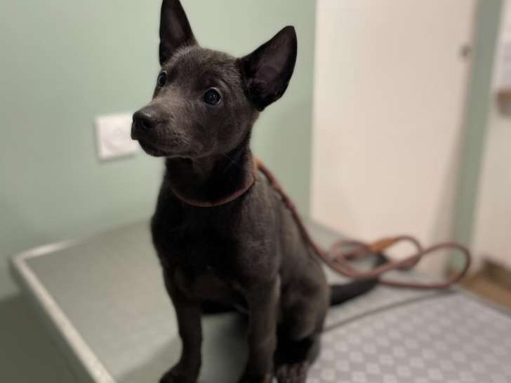 Cabinet vétérinaire du Lapin Vert