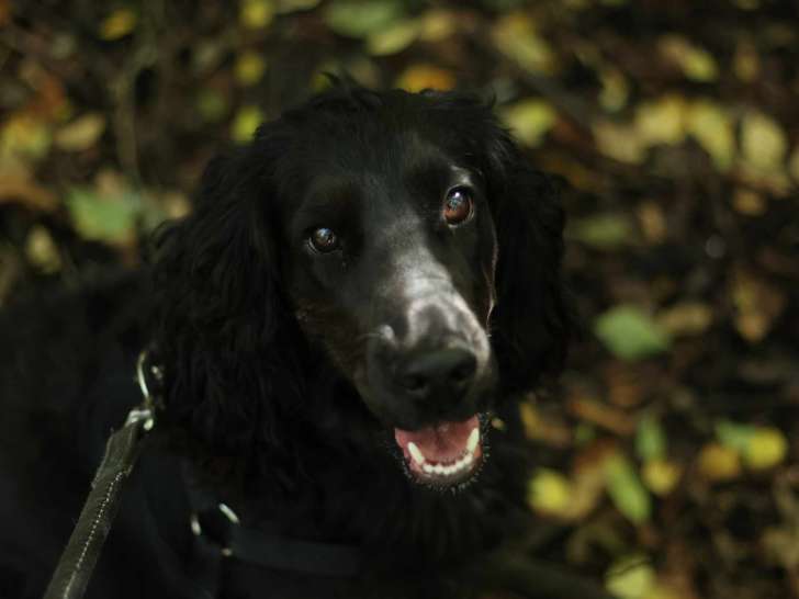 Des Champs de Resshy