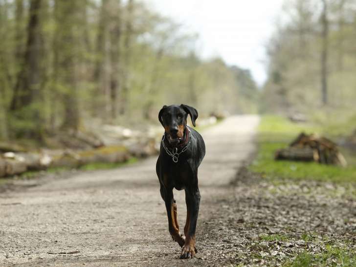 Les Chiens de l'Atome