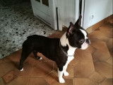 Des Babys d'Emporda
