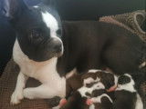Des Babys d'Emporda