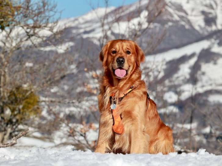 Clinique v&eacute;t&eacute;rinaire de la Pigeonnie