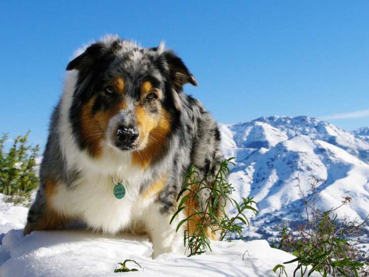 Clinique vétérinaire de l'Orta